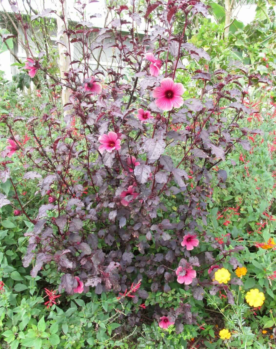 Cranberry Hibiscus