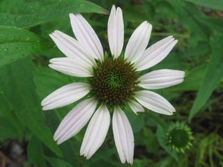 Coneflower