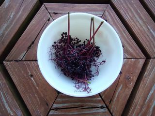 Elderberry