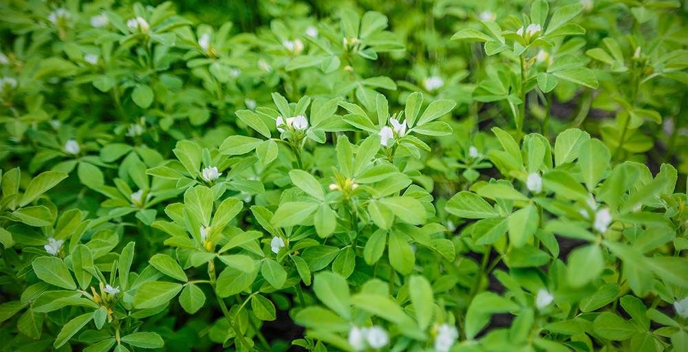 Fenugreek