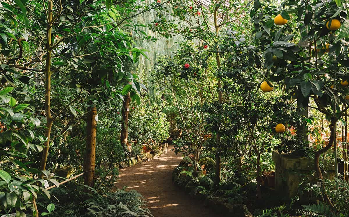 Food Forests – a Beginner’s Guide
