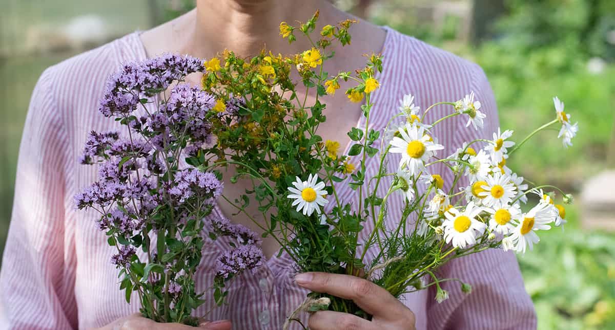 Growing a Medicinal Herb Garden