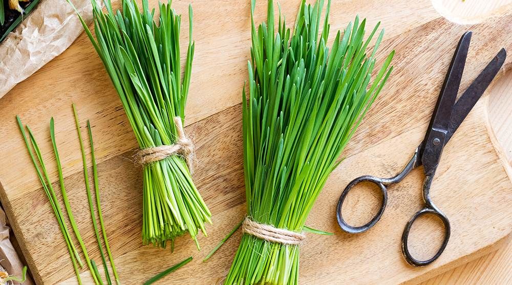 How to Grow Wheatgrass