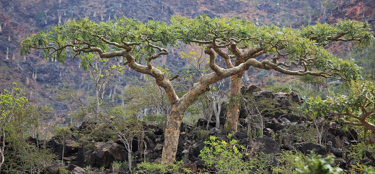 Indian frankincense