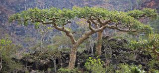 Indian frankincense