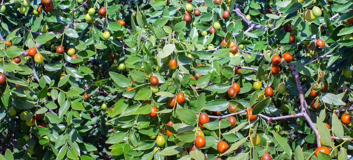 Indian jujube