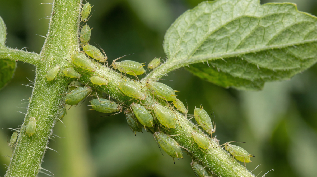 Aphid