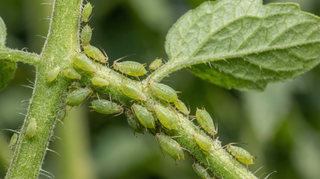 Aphid