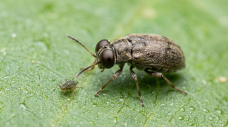 Big-Eyed Bug