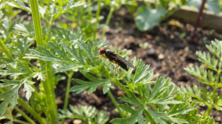 Carrot Rust Fly