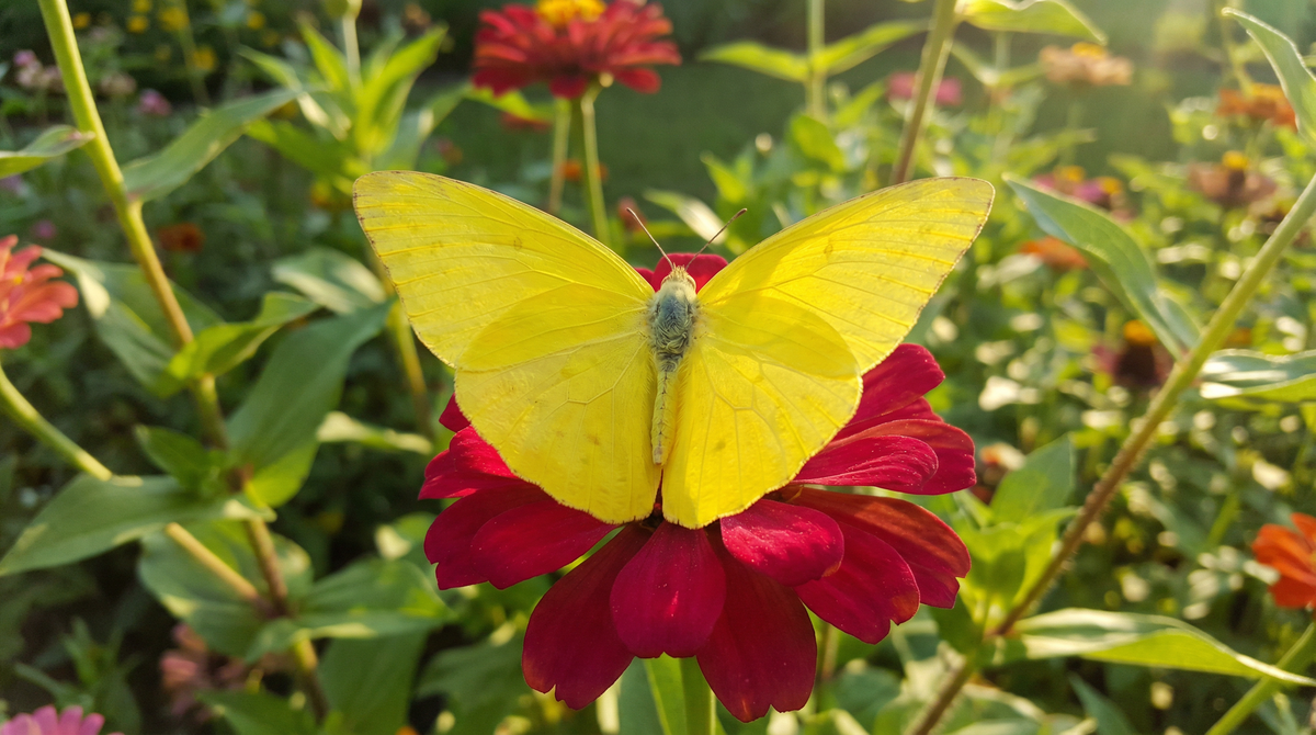 Cloudless Sulphur