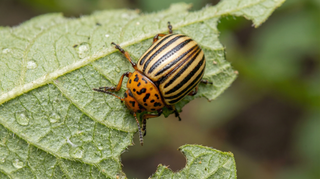 Colorado Potato Beetle