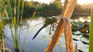 Dragonfly