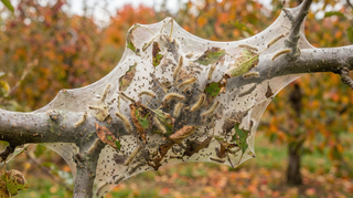 Fall Webworm