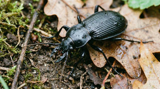 Ground Beetle