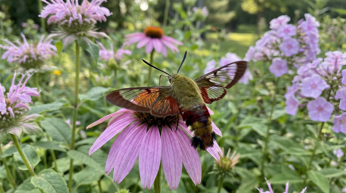 Hummingbird Clearwing