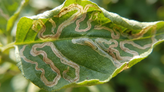 Leaf Miner