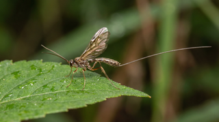 Parasitic Wasp
