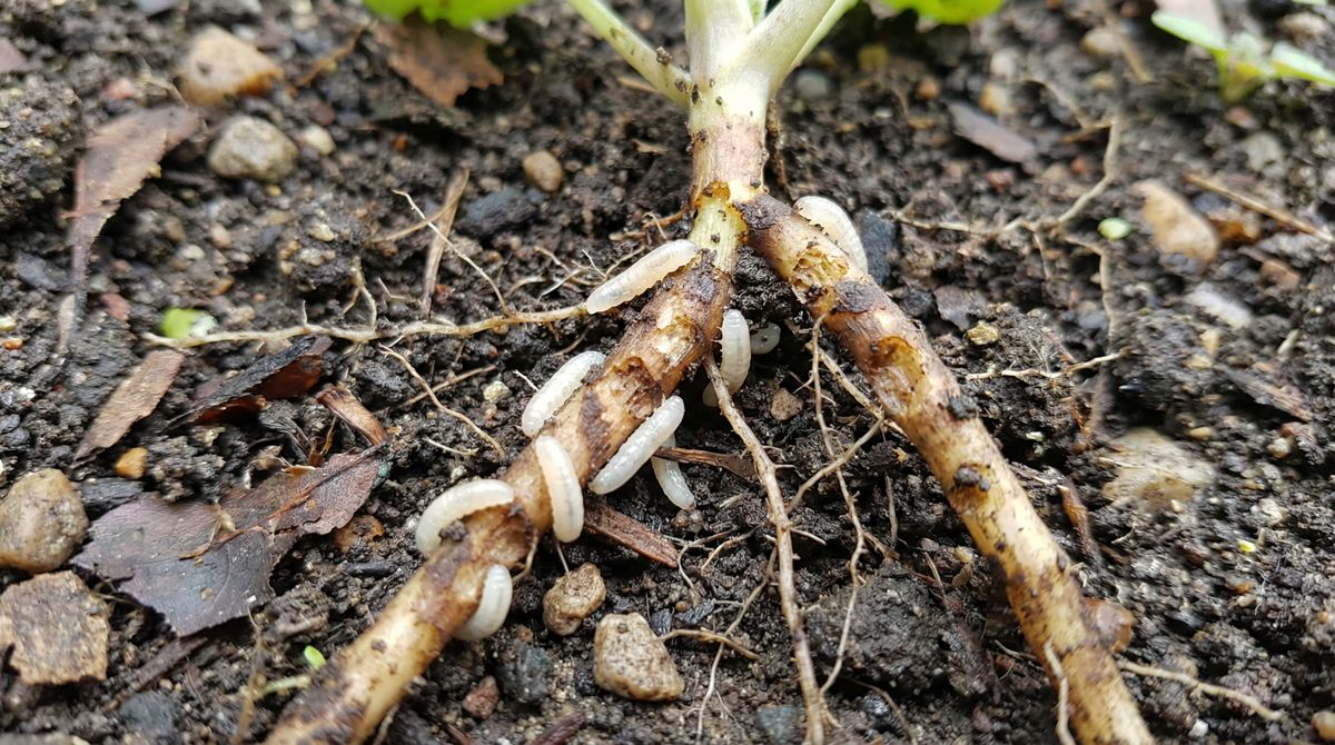 Root Maggot