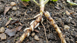 Root Maggot