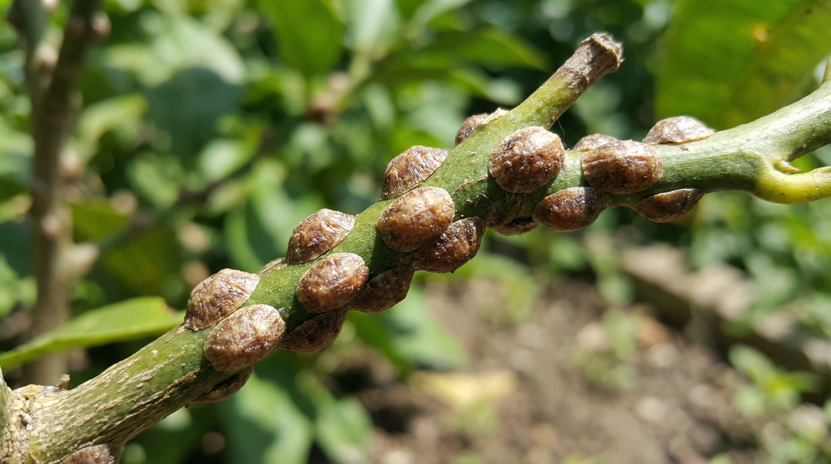 Scale Insect
