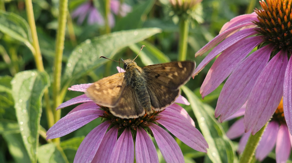 Skipper Butterfly