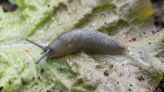 Slug
