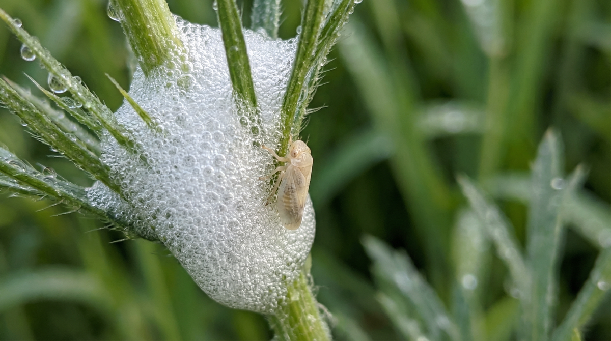 Spittlebug