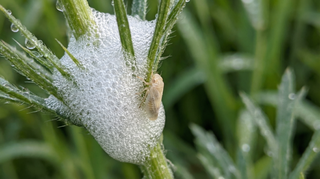 Spittlebug