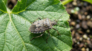 Squash Bug