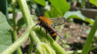 Squash Vine Borer