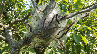 Tent Caterpillar
