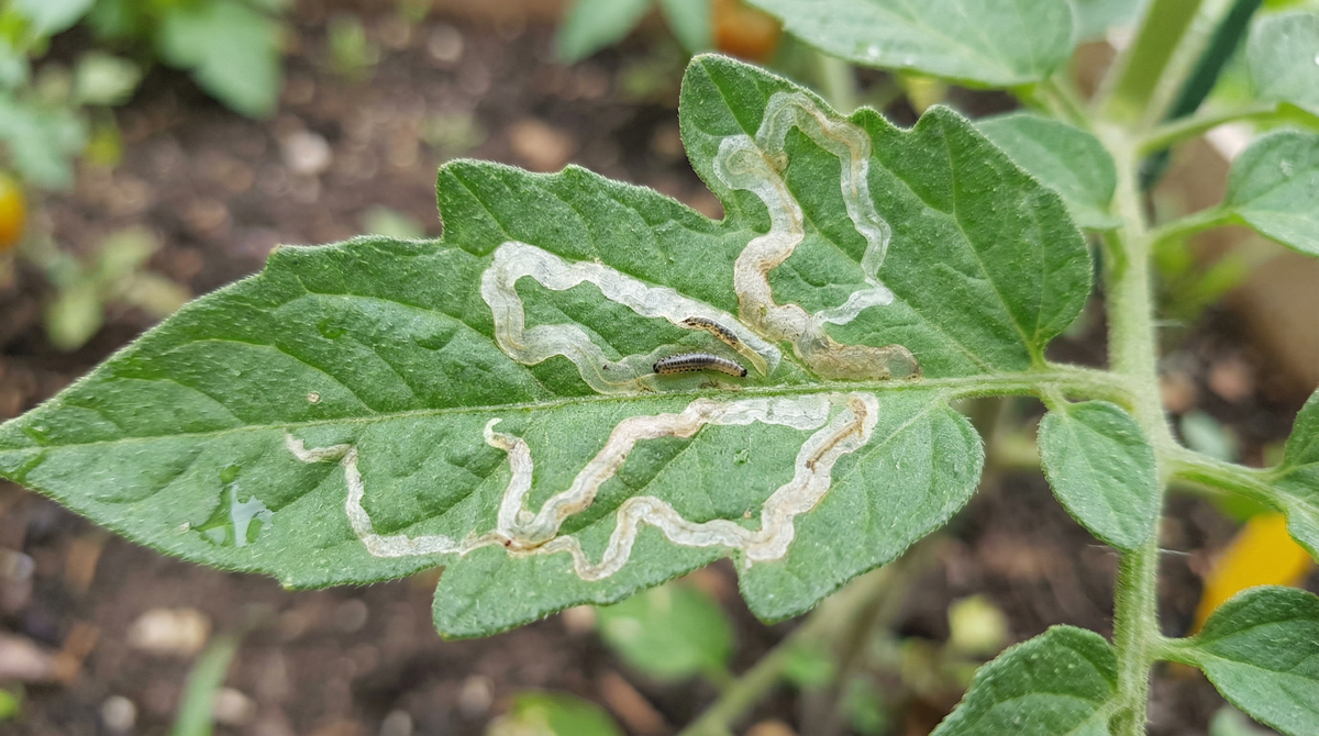 Vegetable Leafminer