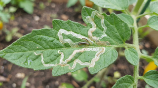 Vegetable Leafminer