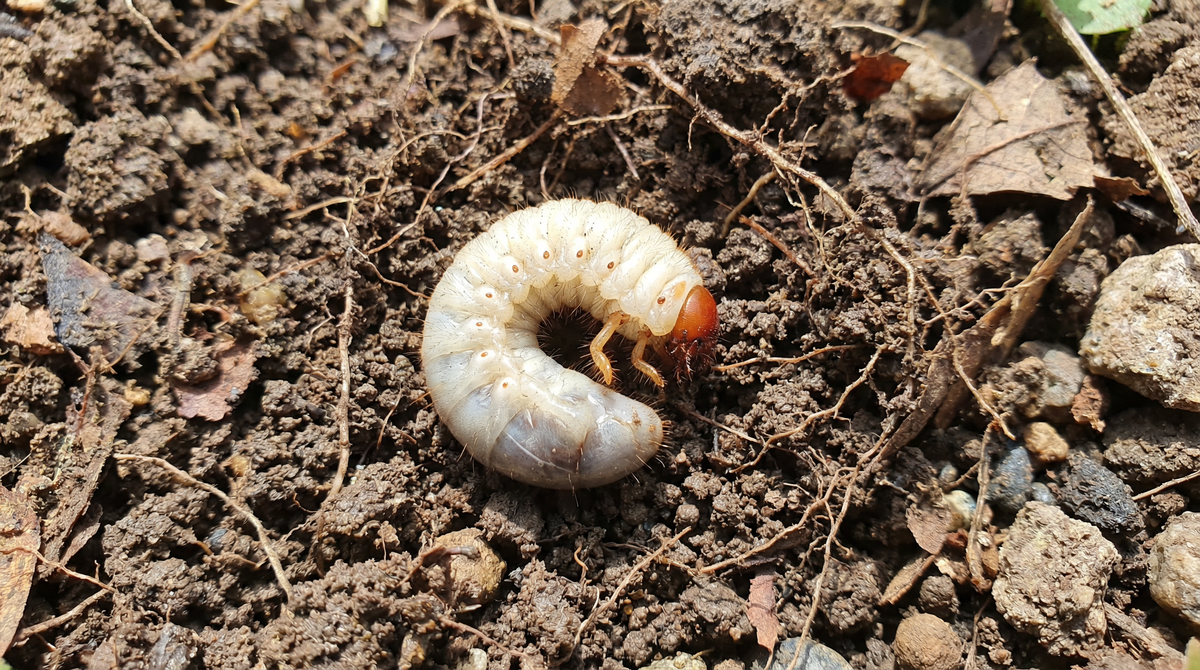 White Grub