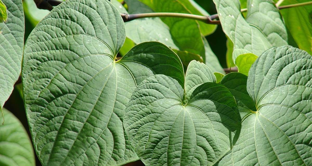 Kava