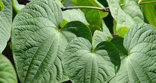 Kava