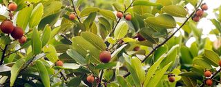 Kokum Tree