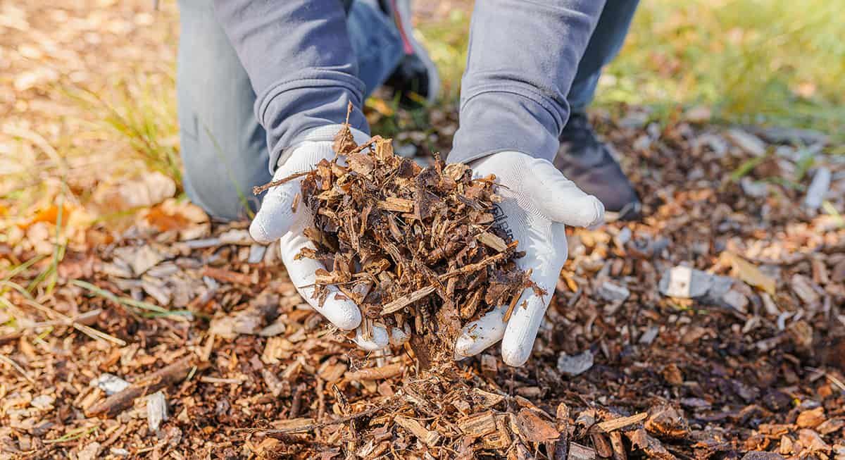 Sheet Mulching (aka Lasagna Gardening) for the Practical Permaculturist