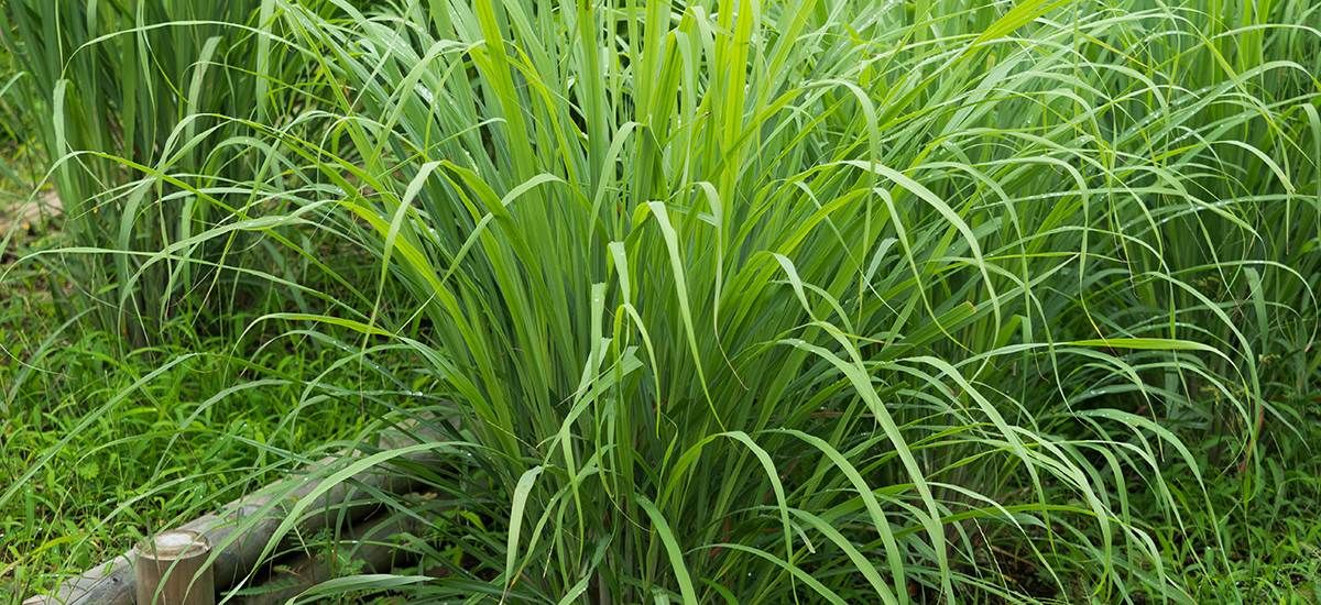 Lemongrass