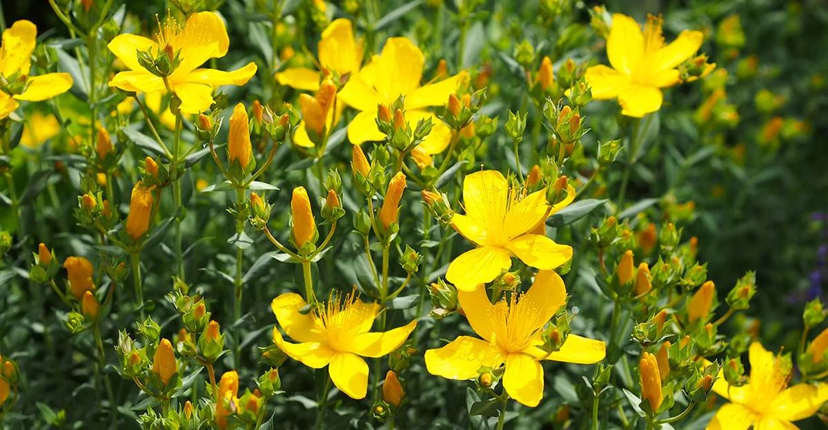 Top Herbs for Depression: Herbal Support for Mental Health