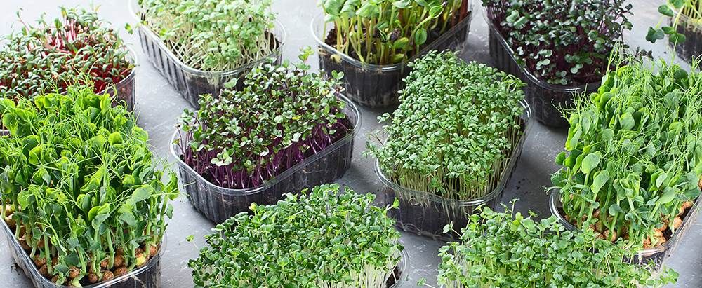 Best Microgreen Seeds & Varieties to Grow