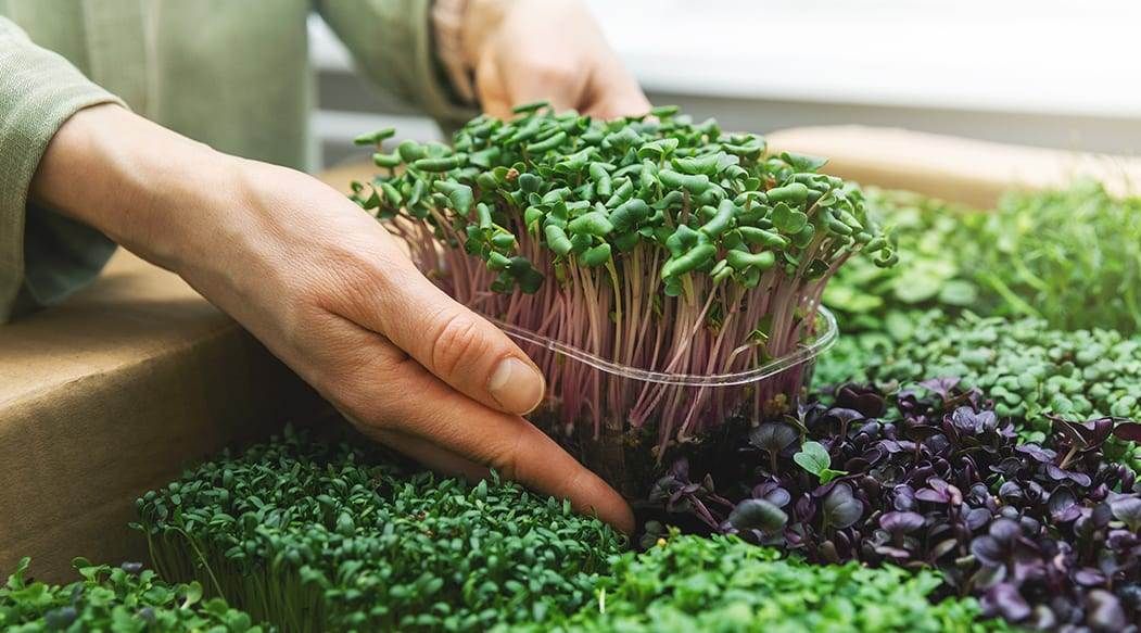 Learn How to Grow Microgreens