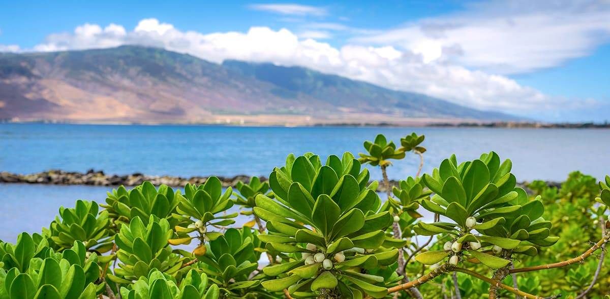 Lāʻau Kamaʻāina (Native Hawaiian Plants)