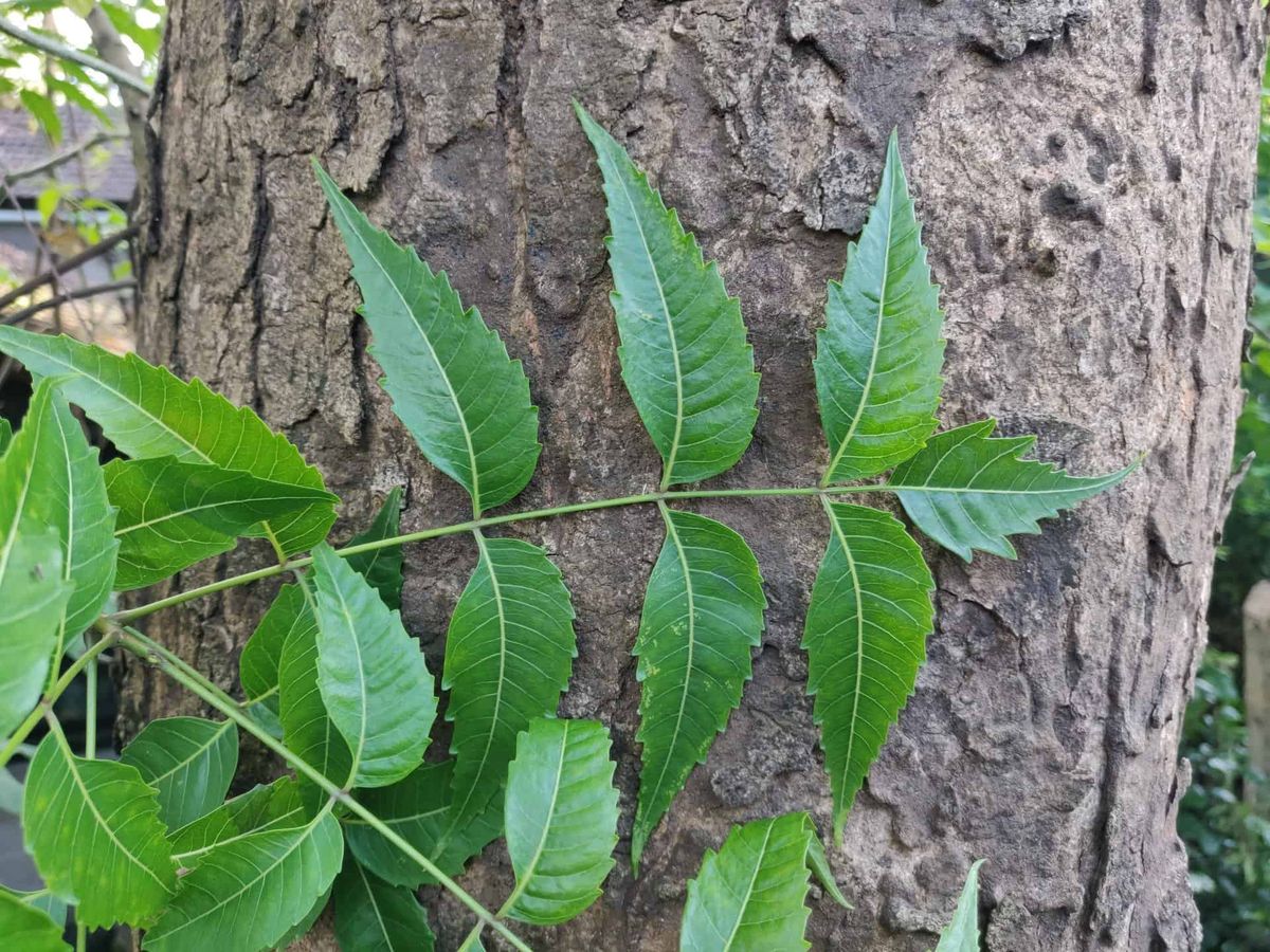 Neem