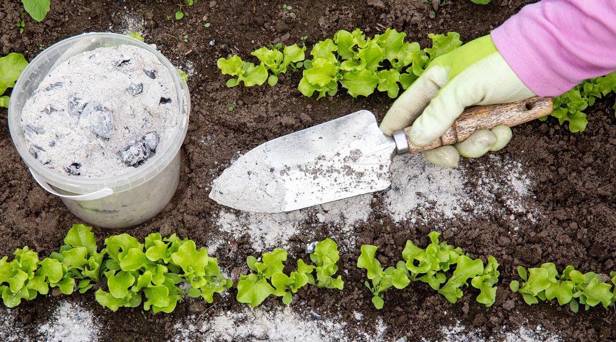 Best Organic Fertilizers for Your Garden