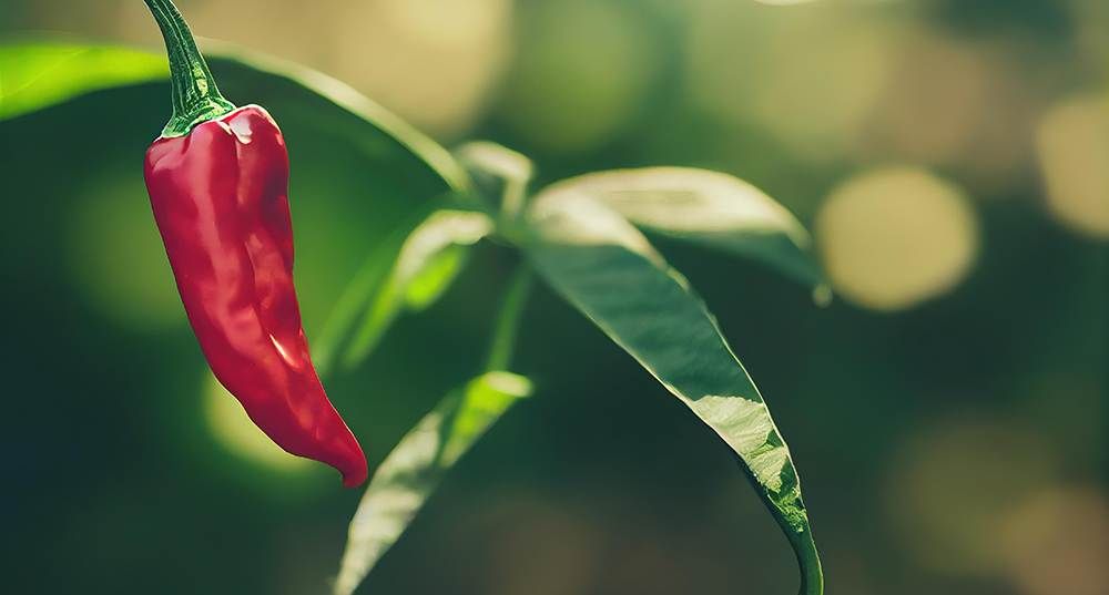 Bell Pepper