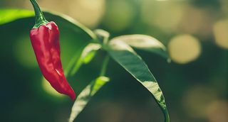 Bell Pepper