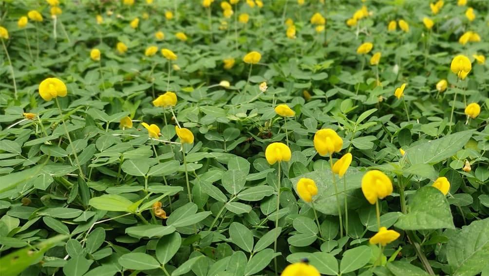 Rhizoma peanut
