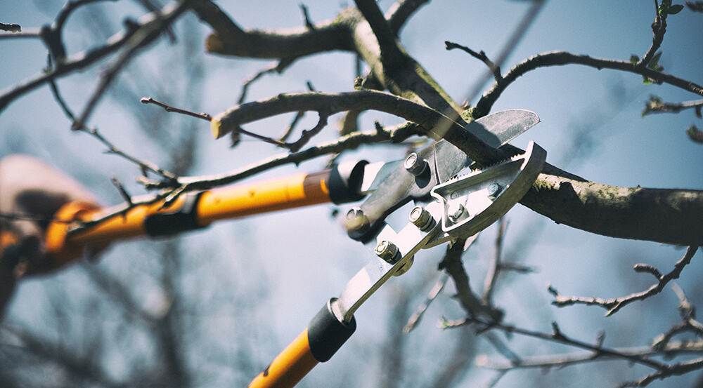 Pollarding and Coppicing – Advanced Permaculture Pruning Techniques